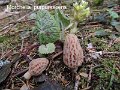 Morchella purpurascens-amf1296
